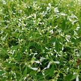 Euphorbia (Laptele cucului) Silver Fog, livrat in ghiveci de 1L