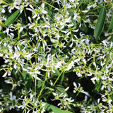 Euphorbia (Laptele cucului) Silver Fog, livrat in ghiveci de 1L