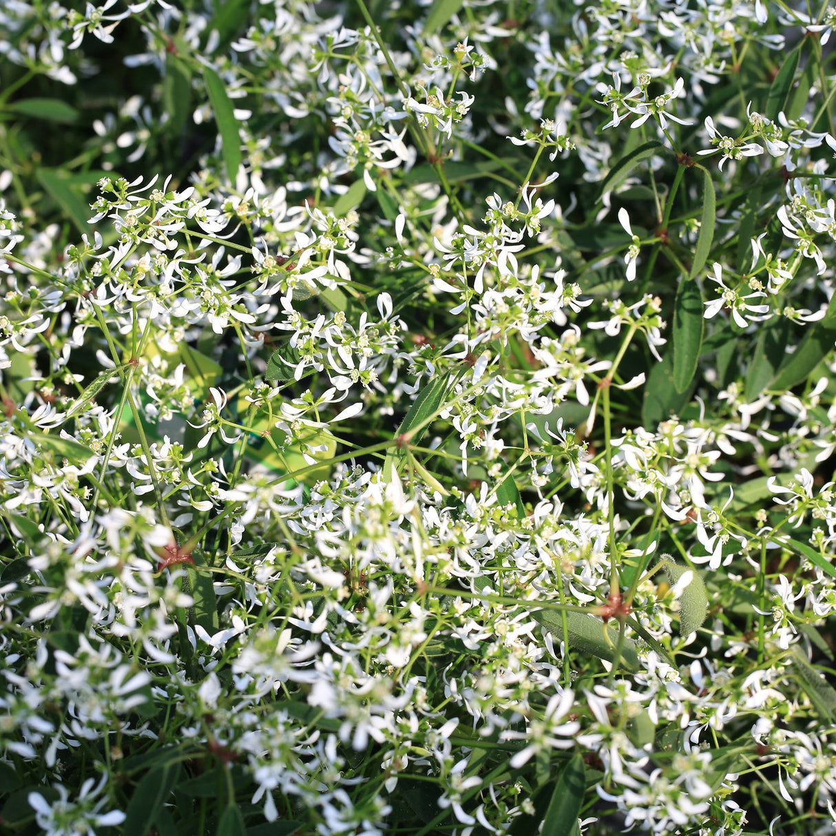 Euphorbia (Laptele cucului) Silver Fog, livrat in ghiveci de 1L