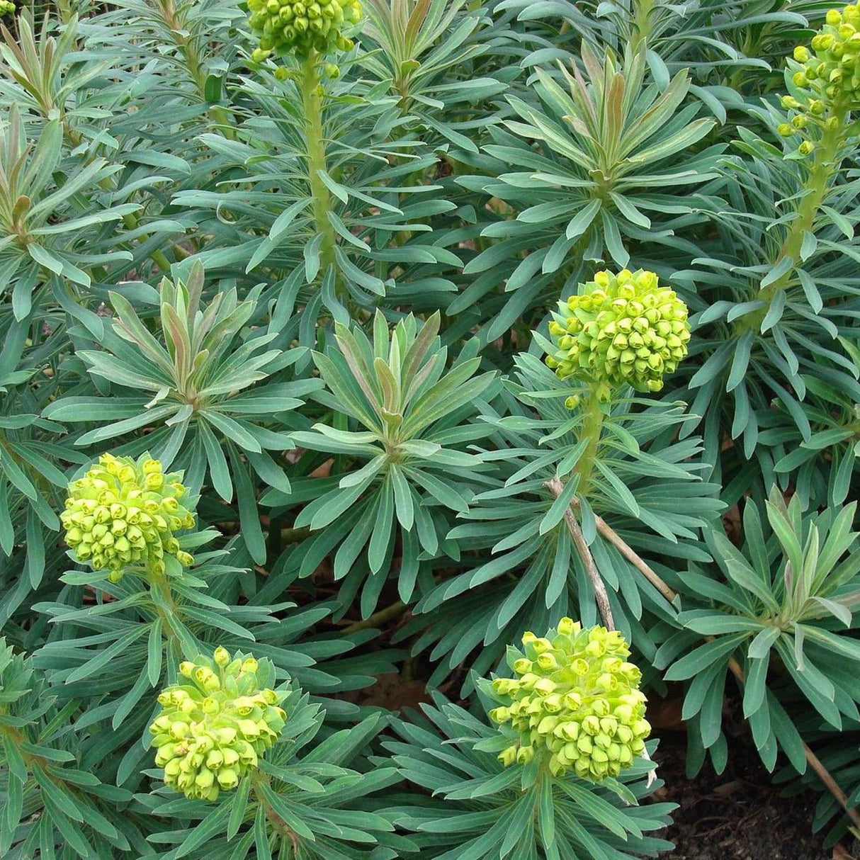 Euphorbia (Laptele cucului) Wulfenii, livrat in ghiveci de 1L