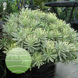 Euphorbia Silver Edge - VERDENA-20-30 cm inaltime livrat in ghiveci de 2 L