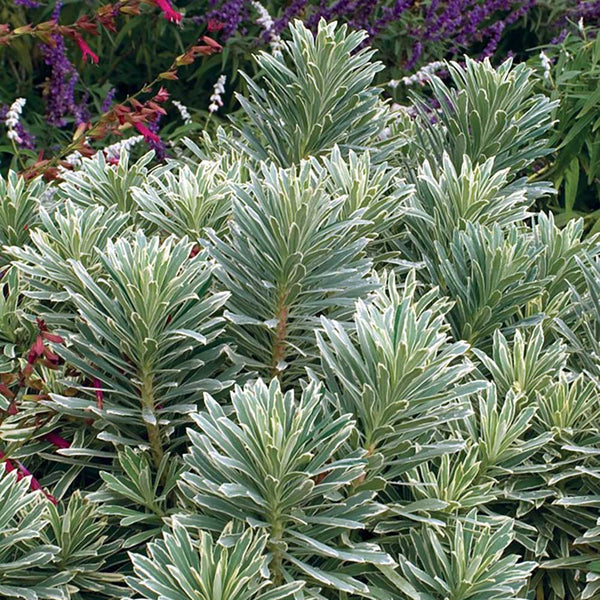 Euphorbia Silver Edge - VERDENA-20-30 cm inaltime livrat in ghiveci de 2 L