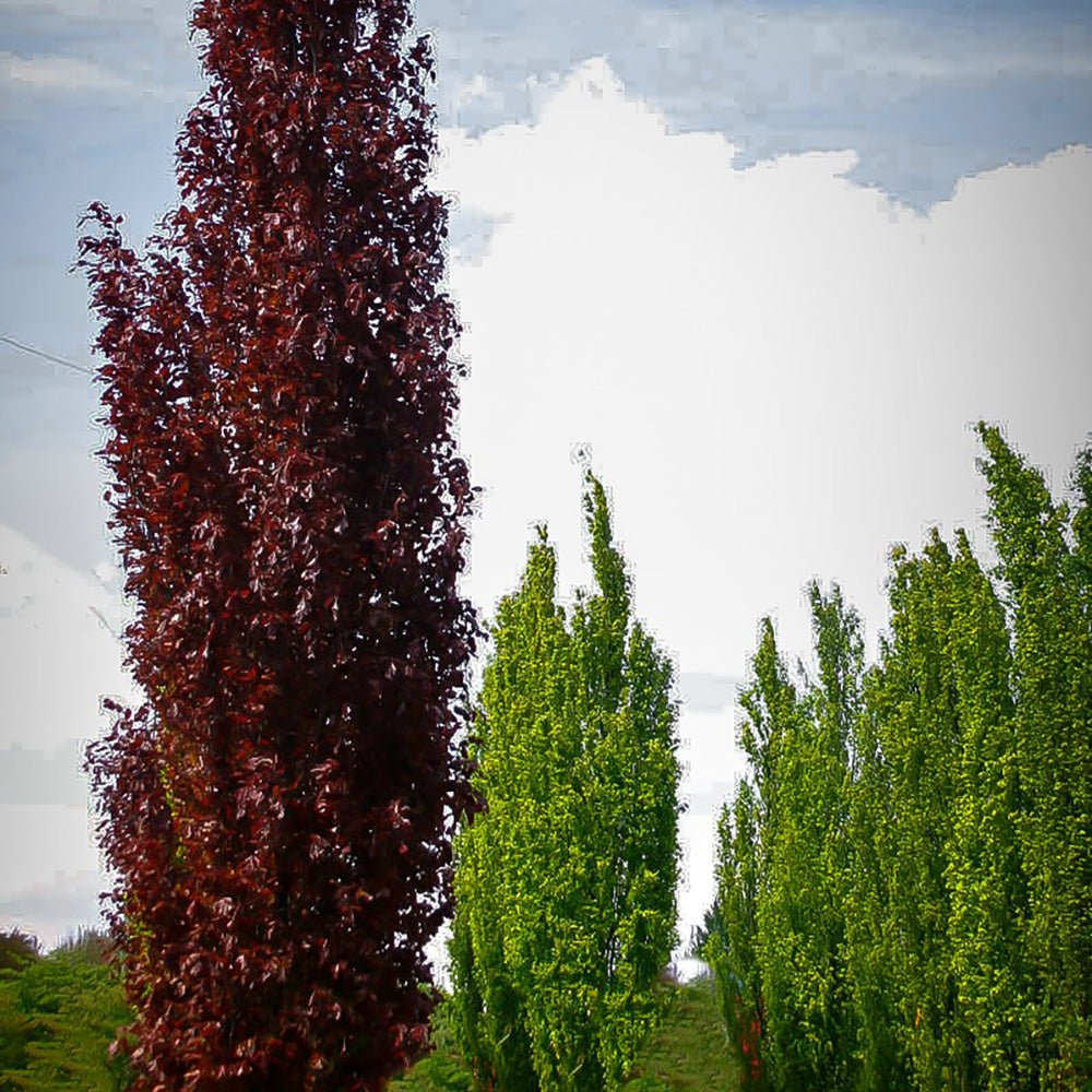 Fag columnar Rosu (Dawyck Purple) - VERDENA-150-175 cm inaltime in ghiveci de 10 l