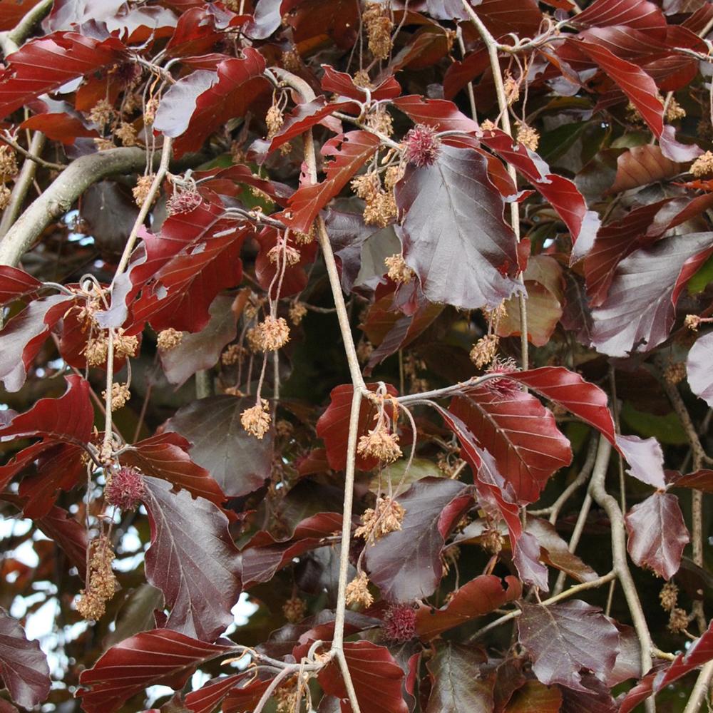 Fag european Atropunicea, 60-80 cm inaltime, in ghiveci de 4L