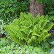 Feriga (Dryopteris Crispa)