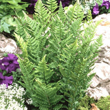 Feriga (Dryopteris cristata) - VERDENA-20-40 cm cm inaltime livrat in ghiveci de 2 L