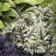 Black Friday - Reduceri Feriga Japoneza Pictata (Athyrium) Niponicum Pictum Promotie