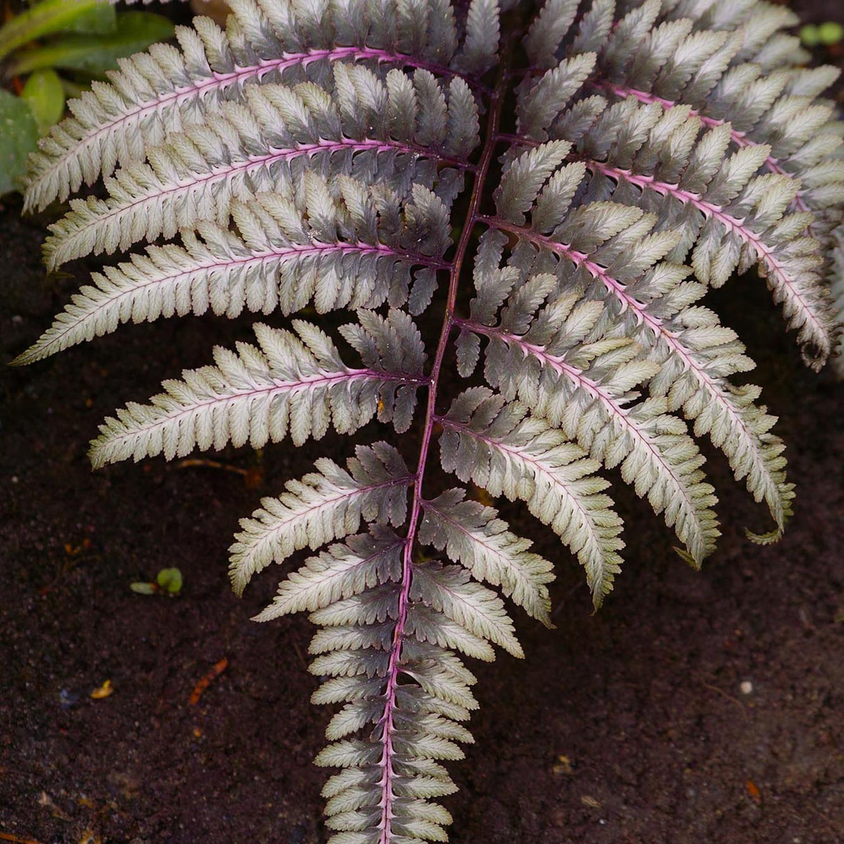 Black Friday - Reduceri Feriga Japoneza Pictata (Athyrium) Niponicum Pictum Promotie