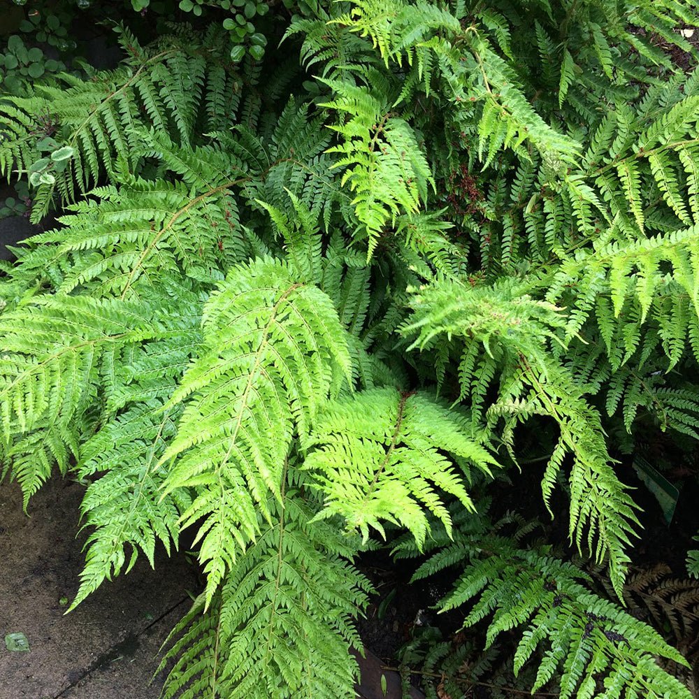 Feriga (polystichum braunii) - VERDENA-20-40 cm inaltime livrat in ghiveci de 2 L