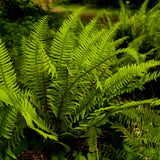 Feriga (polystichum munitum) - VERDENA-20-40 cm cm inaltime livrat in ghiveci de 2 L