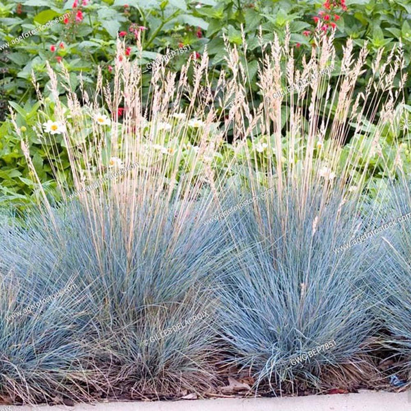 Festuca glauca (iarba albastra) Blauglut, 15-20 cm. la livrare, in ghiveci de 3L