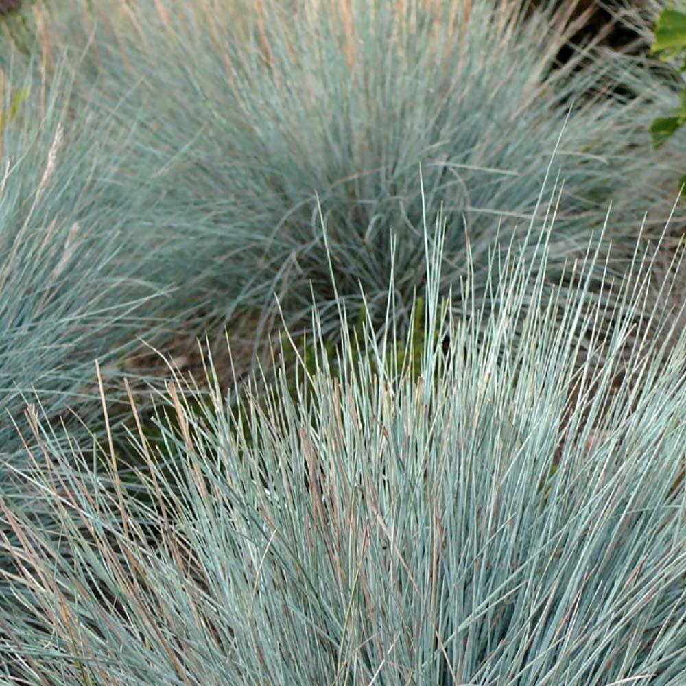 Festuca glauca (iarba albastra) Blauglut, 15-20 cm. la livrare, in ghiveci de 3L