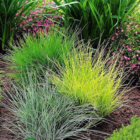 Festuca Golden Toupee - VERDENA-30-45 cm inaltime, livrat in ghiveci de 2 l