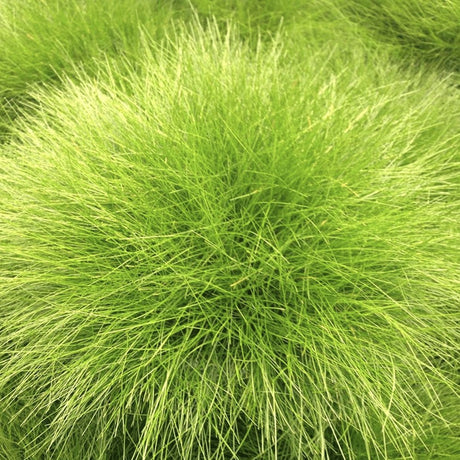 Festuca Golden Toupee