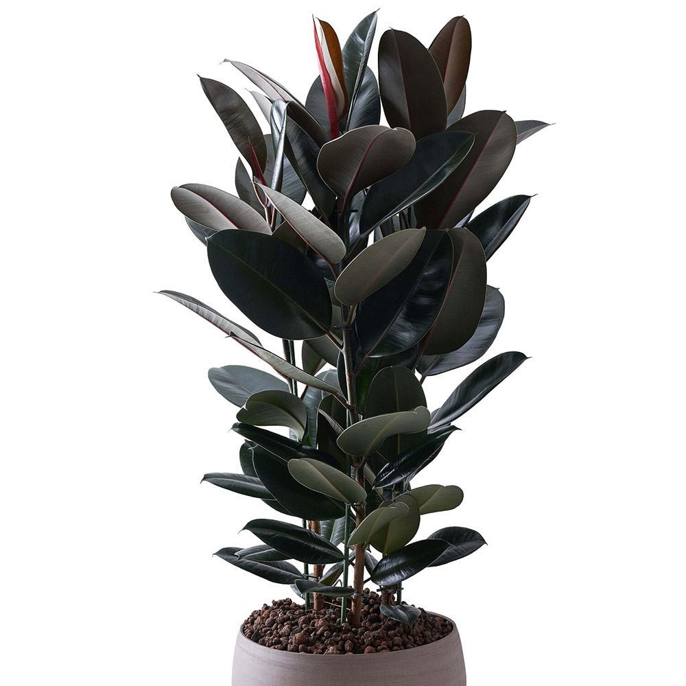 Ficus Abidjan - 110 cm - VERDENA-110 cm inaltime livrat in ghiveci de 9 L