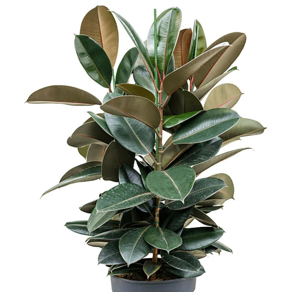 Ficus Abidjan - 110 cm - VERDENA-110 cm inaltime livrat in ghiveci de 9 L