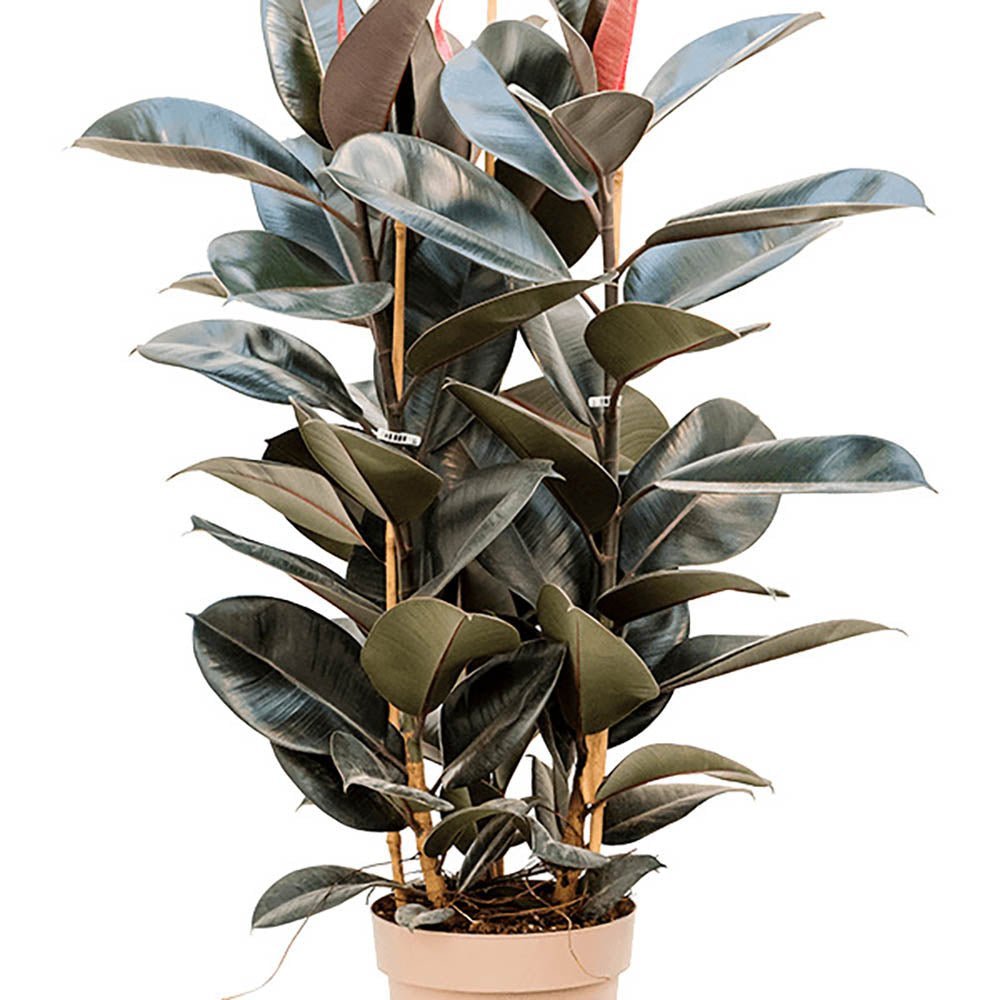 Ficus Abidjan - 110 cm - VERDENA-110 cm inaltime livrat in ghiveci de 9 L