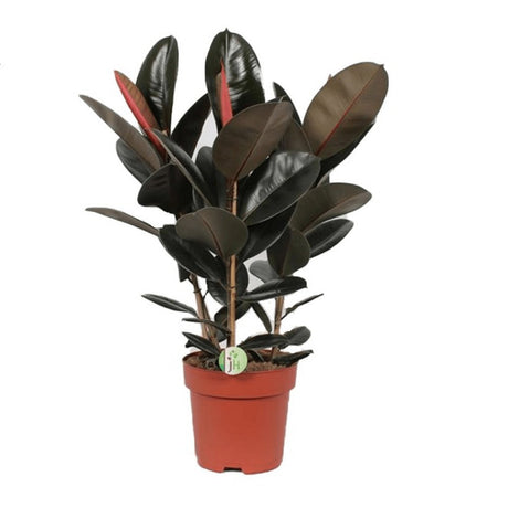 Ficus Abidjan - 95 cm - VERDENA-95 cm inaltime livrat in ghiveci de 9 L