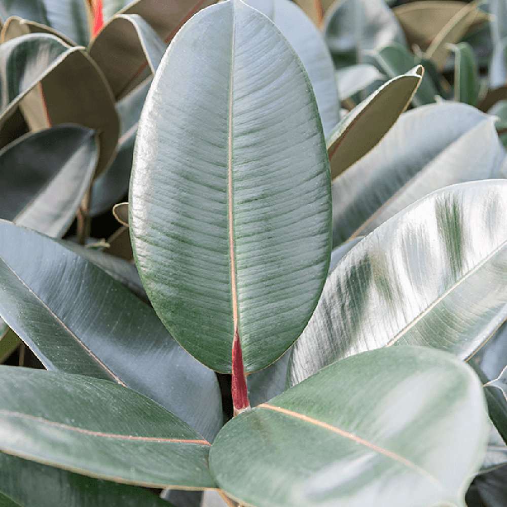 Ficus Abidjan (altoit pe tulpina) - 130 cm - VERDENA-130 cm la livrare, in ghiveci cu Ø de 19 cm