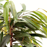 Ficus Amstel King - 100 cm - VERDENA-100 cm la livrare, in ghiveci de Ø 21 cm