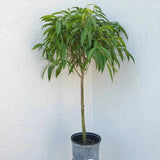 Ficus Amstel King - 135 cm - VERDENA-135 cm la livrare, in ghiveci cu Ø de 19 cm