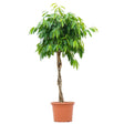 Ficus Amstel King - Altoit Pe Tulpina - 170/180 Cm - VERDENA-170 cm inaltime livrat in ghiveci de 20 L