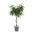 Ficus Amstel King - Tip Copac cu Tulpina impletita - 100 cm - VERDENA-100 cm inaltime, livrat in ghiveci de 5 l