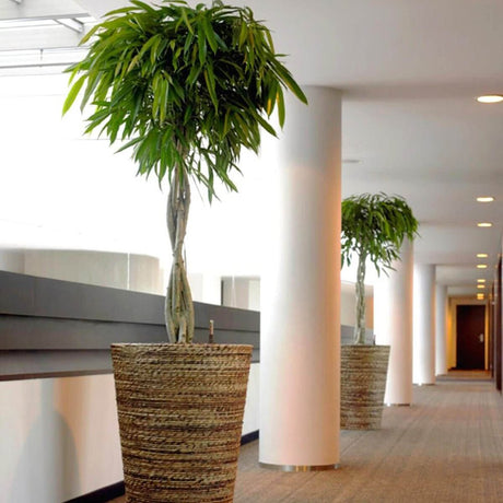 Ficus Amstel King - Tip Copac cu Tulpina impletita - 100 cm - VERDENA-100 cm inaltime, livrat in ghiveci de 5 l