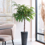 Ficus Amstel King - Tip Copac cu Tulpina impletita - 135 cm - VERDENA-135 cm inaltime, livrat in ghiveci de 4 l