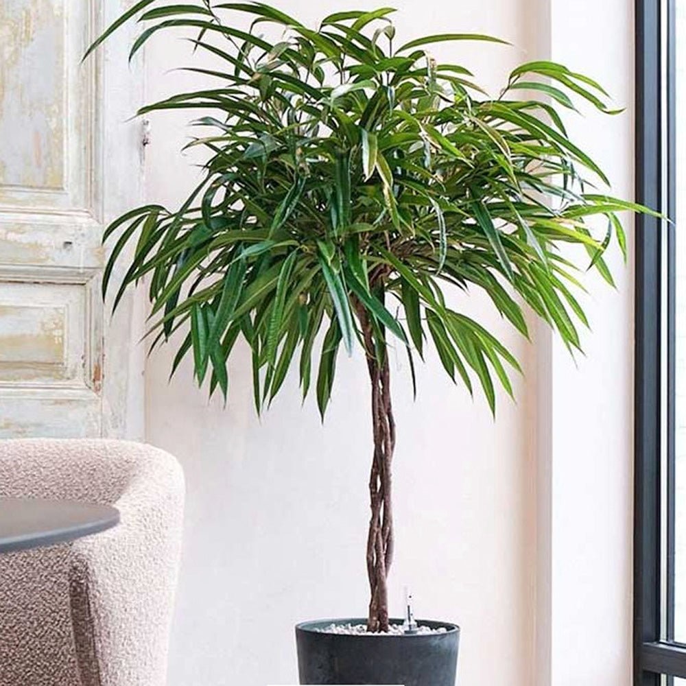 Ficus Amstel King - Tip Copac cu Tulpina impletita - 170/180 cm - VERDENA-170 cm inaltime, livrat in ghiveci de 20 l
