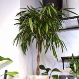 Ficus Amstel King - Tip Copac cu Tulpina impletita - 250 cm - VERDENA-250 cm inaltime, livrat in ghiveci de 40 l