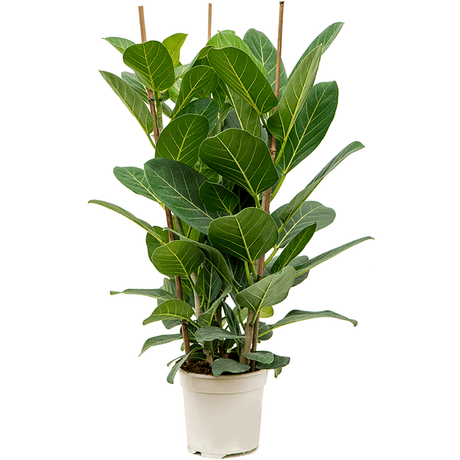 Ficus Audrey - 100 cm - VERDENA-100 cm la livrare, in ghiveci cu Ø de 20 cm