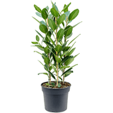 Ficus Audrey - 140 cm - VERDENA-140 cm la livrare, in ghiveci cu Ø de 32 cm