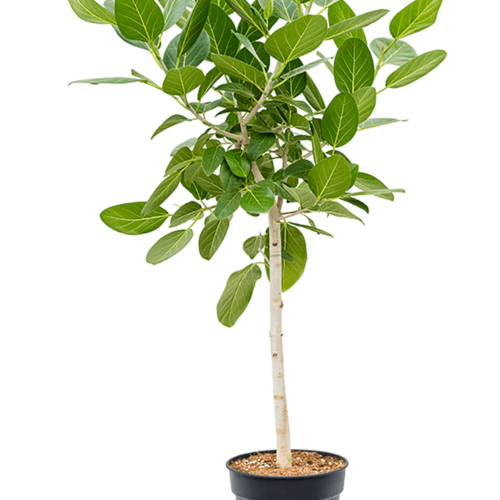 Ficus Audrey, 150 cm la livrare, in ghiveci Ø 30 cm