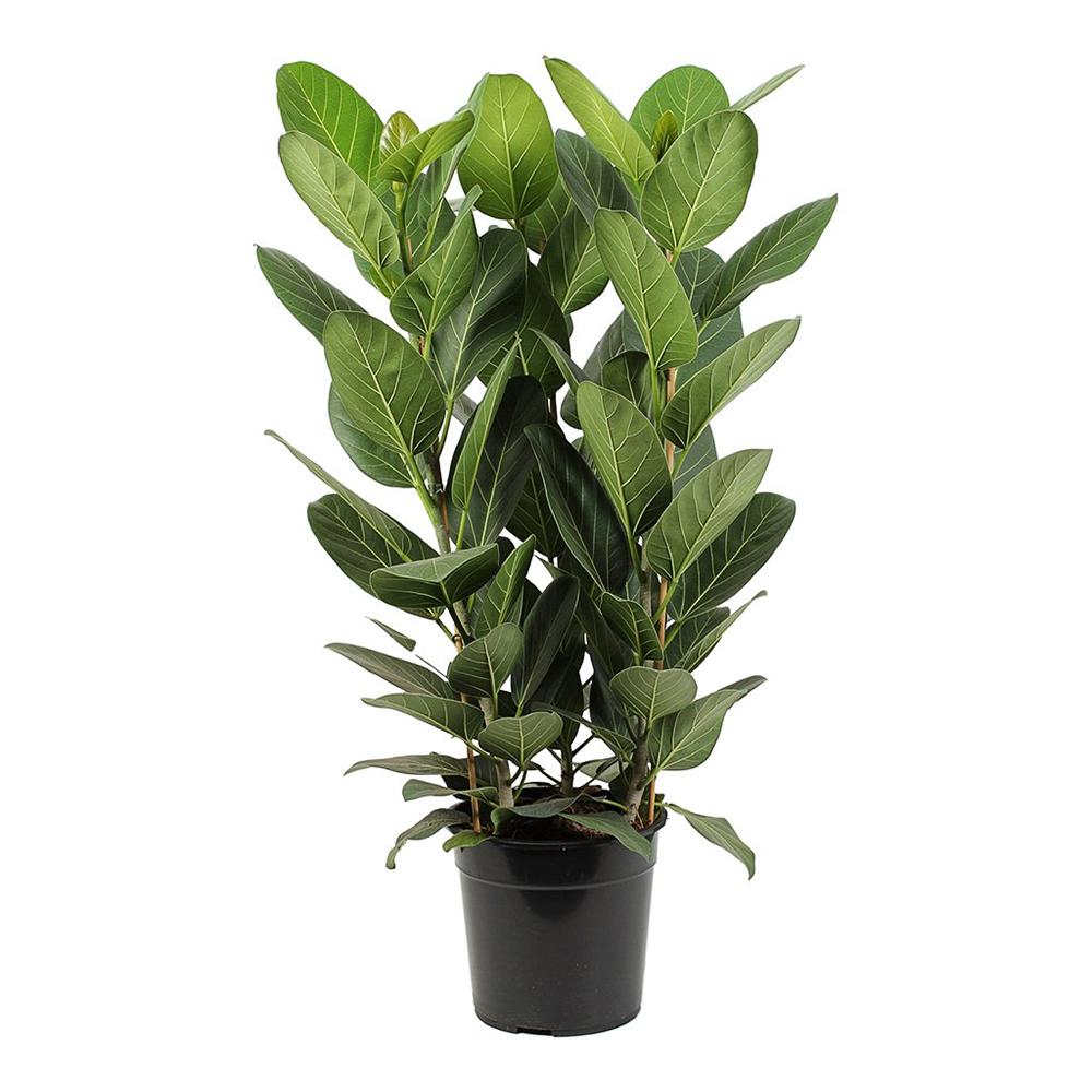 Ficus Audrey, 150 cm la livrare, in ghiveci Ø 30 cm