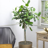 Ficus Audrey, 150 cm la livrare, in ghiveci Ø 30 cm