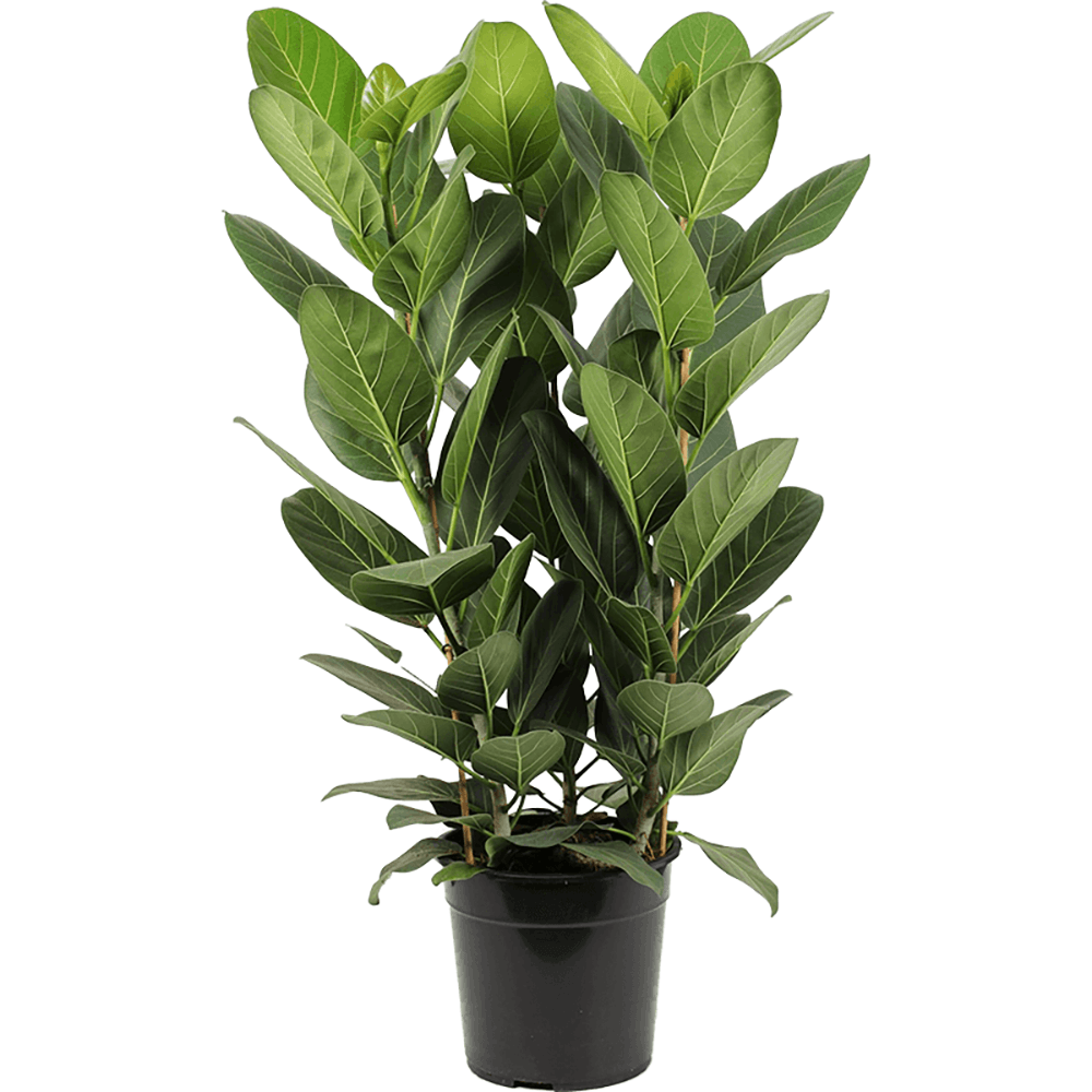 Ficus Audrey, 90 cm la livrare, in ghiveci Ø 24 cm