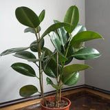 Ficus Audrey, 90 cm la livrare, in ghiveci Ø 24 cm