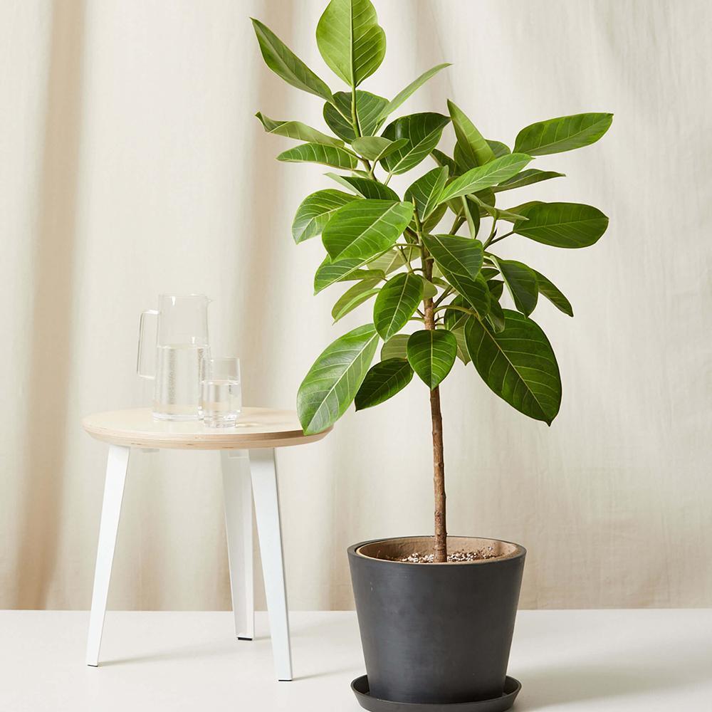 Ficus Audrey, 90 cm la livrare, in ghiveci Ø 24 cm