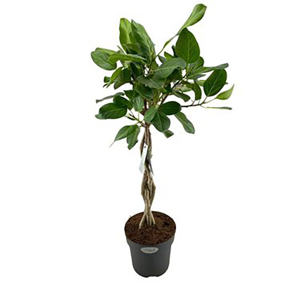 Ficus Audrey - 95 cm - VERDENA-95 cm la livrare in ghiveci de Ø 24
