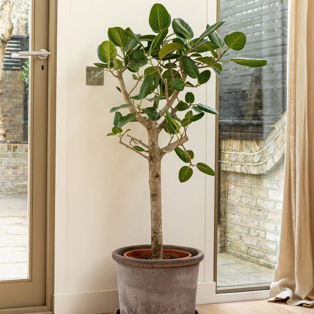 Ficus Audrey - Tip Copac cu Tulpina impletita - 120 cm - VERDENA-120 cm inaltime in ghiveci de 9 L