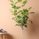 Ficus Audrey - Tip Copac cu Tulpina impletita - 120 cm - VERDENA-120 cm inaltime in ghiveci de 9 L