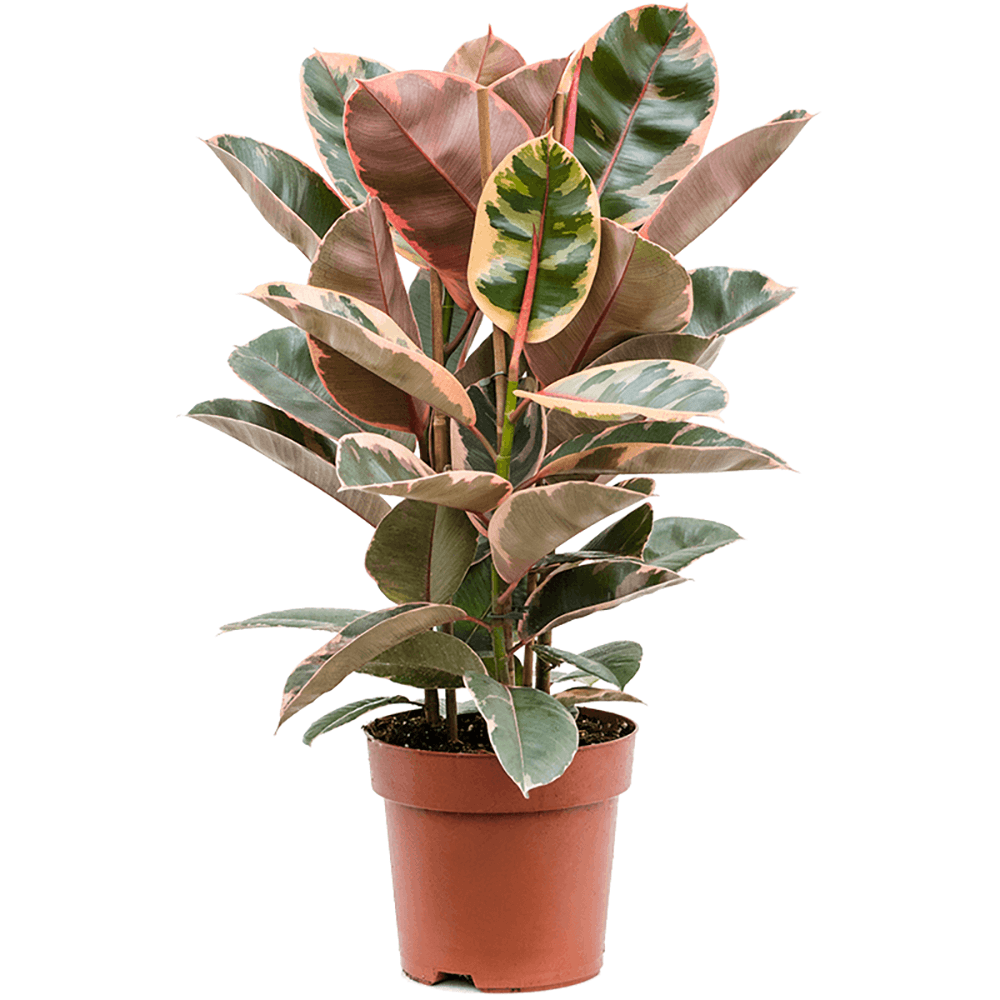 Ficus Belize, 75 cm la livrare, in ghiveci de Ø 24cm