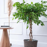 Ficus Benjamina altoit pe tulpina - 110 cm - VERDENA-110 cm inaltime livrat in ghiveci de 9 L