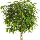Ficus Benjamina altoit pe tulpina - 140 cm - VERDENA-140 cm inaltime livrat in ghiveci de 13 L