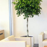 Ficus Benjamina altoit pe tulpina - 140 cm - VERDENA-140 cm inaltime livrat in ghiveci de 13 L