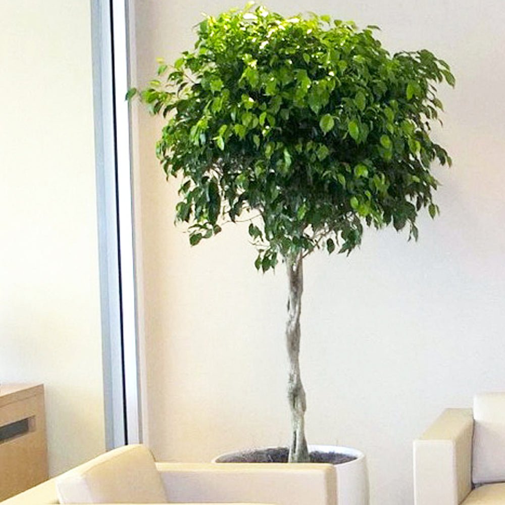 Ficus Benjamina altoit pe tulpina - VERDENA-100 cm la livrare in ghiveci cu Ø de 24 cm
