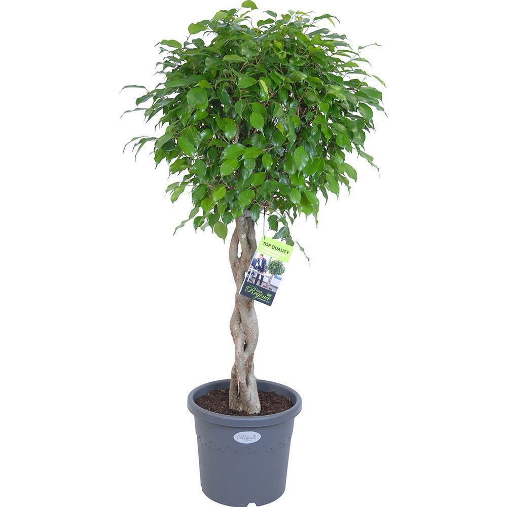 Ficus Benjamina Exotica - Tip Copac cu Tulpina impletita - 110 cm - VERDENA-110 cm inaltime, livrat in ghiveci de 9 l