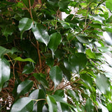 Ficus Benjamina Exotica - Tip Copac cu Tulpina impletita - 110 cm - VERDENA-110 cm inaltime, livrat in ghiveci de 9 l