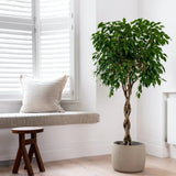 Ficus Benjamina Exotica - Tip Copac cu Tulpina impletita - 110 cm - VERDENA-110 cm inaltime, livrat in ghiveci de 9 l